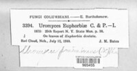 Uromyces euphorbiae image